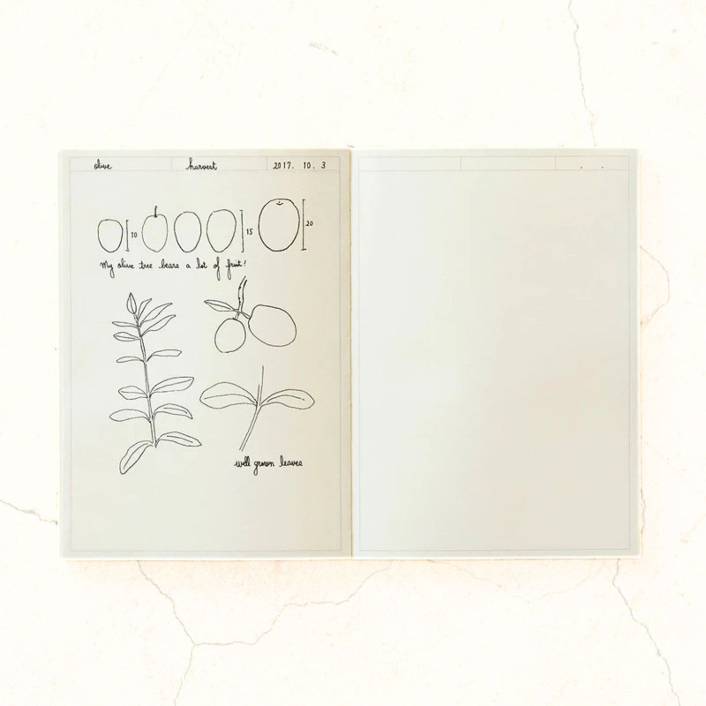 MIDORI - Notebook Journal - Frame - A5